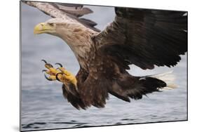 White-Tailed Sea Eagle (Haliaetus Albicilla) About to Take Fish from Water, Flatanger, Norway, June-Widstrand-Mounted Photographic Print