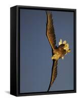 White-Tailed Sea Eagle {Haliaetus Albicilla} Turning in Flight, Flatanger, Norway, August-Widstrand-Framed Stretched Canvas