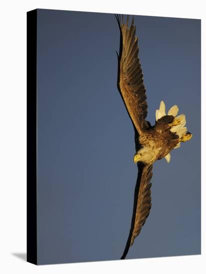 White-Tailed Sea Eagle {Haliaetus Albicilla} Turning in Flight, Flatanger, Norway, August-Widstrand-Stretched Canvas