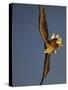 White-Tailed Sea Eagle {Haliaetus Albicilla} Turning in Flight, Flatanger, Norway, August-Widstrand-Stretched Canvas