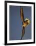 White-Tailed Sea Eagle {Haliaetus Albicilla} Turning in Flight, Flatanger, Norway, August-Widstrand-Framed Photographic Print