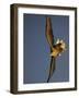 White-Tailed Sea Eagle {Haliaetus Albicilla} Turning in Flight, Flatanger, Norway, August-Widstrand-Framed Photographic Print