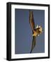 White-Tailed Sea Eagle {Haliaetus Albicilla} Turning in Flight, Flatanger, Norway, August-Widstrand-Framed Photographic Print