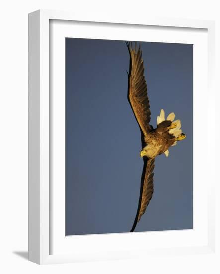 White-Tailed Sea Eagle {Haliaetus Albicilla} Turning in Flight, Flatanger, Norway, August-Widstrand-Framed Photographic Print