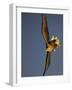 White-Tailed Sea Eagle {Haliaetus Albicilla} Turning in Flight, Flatanger, Norway, August-Widstrand-Framed Photographic Print