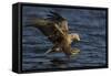 White Tailed Sea Eagle Hunting, North Atlantic, Flatanger, Nord-Trøndelag, Norway, August-Widstrand-Framed Stretched Canvas