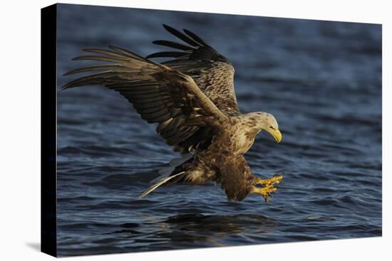 White Tailed Sea Eagle Hunting, North Atlantic, Flatanger, Nord-Trøndelag, Norway, August-Widstrand-Stretched Canvas