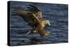 White Tailed Sea Eagle Hunting, North Atlantic, Flatanger, Nord-Trøndelag, Norway, August-Widstrand-Stretched Canvas