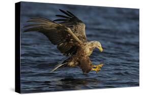 White Tailed Sea Eagle Hunting, North Atlantic, Flatanger, Nord-Trøndelag, Norway, August-Widstrand-Stretched Canvas