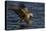 White Tailed Sea Eagle Hunting, North Atlantic, Flatanger, Nord-Trøndelag, Norway, August-Widstrand-Stretched Canvas