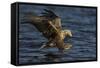 White Tailed Sea Eagle Hunting, North Atlantic, Flatanger, Nord-Trøndelag, Norway, August-Widstrand-Framed Stretched Canvas