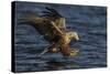 White Tailed Sea Eagle Hunting, North Atlantic, Flatanger, Nord-Trøndelag, Norway, August-Widstrand-Stretched Canvas