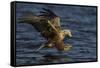White Tailed Sea Eagle Hunting, North Atlantic, Flatanger, Nord-Trøndelag, Norway, August-Widstrand-Framed Stretched Canvas