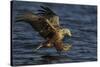 White Tailed Sea Eagle Hunting, North Atlantic, Flatanger, Nord-Trøndelag, Norway, August-Widstrand-Stretched Canvas