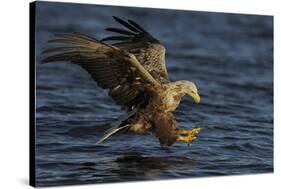 White Tailed Sea Eagle Hunting, North Atlantic, Flatanger, Nord-Trøndelag, Norway, August-Widstrand-Stretched Canvas