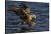 White Tailed Sea Eagle Hunting, North Atlantic, Flatanger, Nord-Trøndelag, Norway, August-Widstrand-Stretched Canvas