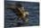 White Tailed Sea Eagle Hunting, North Atlantic, Flatanger, Nord-Trøndelag, Norway, August-Widstrand-Stretched Canvas