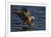 White Tailed Sea Eagle Hunting, North Atlantic, Flatanger, Nord-Trøndelag, Norway, August-Widstrand-Framed Photographic Print