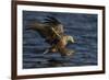 White Tailed Sea Eagle Hunting, North Atlantic, Flatanger, Nord-Trøndelag, Norway, August-Widstrand-Framed Photographic Print