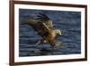 White Tailed Sea Eagle Hunting, North Atlantic, Flatanger, Nord-Trøndelag, Norway, August-Widstrand-Framed Photographic Print