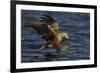 White Tailed Sea Eagle Hunting, North Atlantic, Flatanger, Nord-Trøndelag, Norway, August-Widstrand-Framed Photographic Print