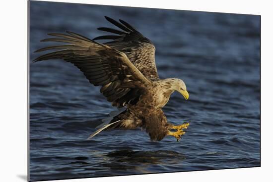 White Tailed Sea Eagle Hunting, North Atlantic, Flatanger, Nord-Trøndelag, Norway, August-Widstrand-Mounted Photographic Print