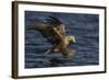 White Tailed Sea Eagle Hunting, North Atlantic, Flatanger, Nord-Trøndelag, Norway, August-Widstrand-Framed Photographic Print