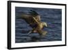 White Tailed Sea Eagle Hunting, North Atlantic, Flatanger, Nord-Trøndelag, Norway, August-Widstrand-Framed Photographic Print