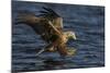 White Tailed Sea Eagle Hunting, North Atlantic, Flatanger, Nord-Trøndelag, Norway, August-Widstrand-Mounted Photographic Print