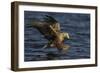 White Tailed Sea Eagle Hunting, North Atlantic, Flatanger, Nord-Trøndelag, Norway, August-Widstrand-Framed Photographic Print