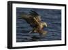 White Tailed Sea Eagle Hunting, North Atlantic, Flatanger, Nord-Trøndelag, Norway, August-Widstrand-Framed Photographic Print