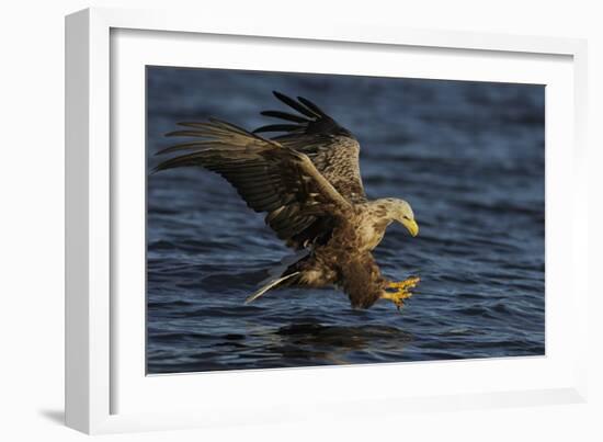 White Tailed Sea Eagle Hunting, North Atlantic, Flatanger, Nord-Trøndelag, Norway, August-Widstrand-Framed Photographic Print