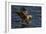 White Tailed Sea Eagle Hunting, North Atlantic, Flatanger, Nord-Trøndelag, Norway, August-Widstrand-Framed Photographic Print