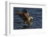 White Tailed Sea Eagle Hunting, North Atlantic, Flatanger, Nord-Trøndelag, Norway, August-Widstrand-Framed Photographic Print