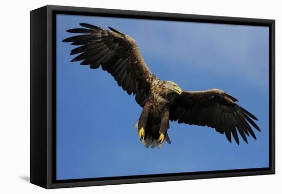 White Tailed Sea Eagle in Flight, North Atlantic, Flatanger, Nord-Trondelag, Norway, August-Widstrand-Framed Stretched Canvas