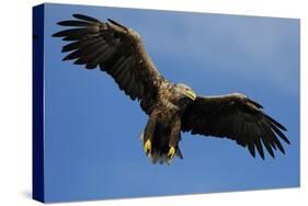 White Tailed Sea Eagle in Flight, North Atlantic, Flatanger, Nord-Trondelag, Norway, August-Widstrand-Stretched Canvas