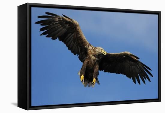 White Tailed Sea Eagle in Flight, North Atlantic, Flatanger, Nord-Trondelag, Norway, August-Widstrand-Framed Stretched Canvas