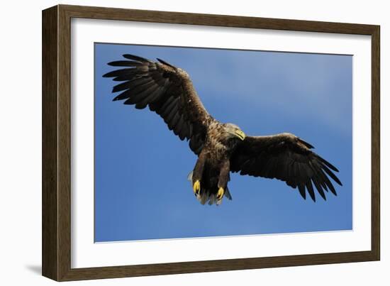 White Tailed Sea Eagle in Flight, North Atlantic, Flatanger, Nord-Trondelag, Norway, August-Widstrand-Framed Photographic Print