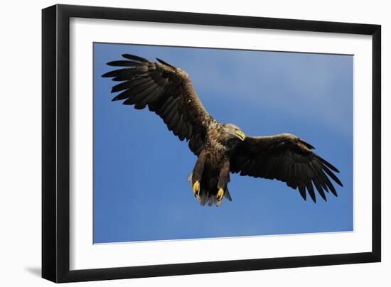 White Tailed Sea Eagle in Flight, North Atlantic, Flatanger, Nord-Trondelag, Norway, August-Widstrand-Framed Photographic Print