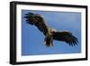 White Tailed Sea Eagle in Flight, North Atlantic, Flatanger, Nord-Trondelag, Norway, August-Widstrand-Framed Photographic Print