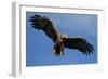 White Tailed Sea Eagle in Flight, North Atlantic, Flatanger, Nord-Trondelag, Norway, August-Widstrand-Framed Photographic Print