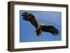 White Tailed Sea Eagle in Flight, North Atlantic, Flatanger, Nord-Trondelag, Norway, August-Widstrand-Framed Photographic Print