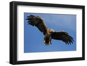 White Tailed Sea Eagle in Flight, North Atlantic, Flatanger, Nord-Trondelag, Norway, August-Widstrand-Framed Photographic Print