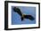 White Tailed Sea Eagle in Flight, North Atlantic, Flatanger, Nord-Trondelag, Norway, August-Widstrand-Framed Photographic Print