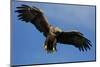 White Tailed Sea Eagle in Flight, North Atlantic, Flatanger, Nord-Trondelag, Norway, August-Widstrand-Mounted Photographic Print