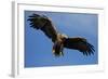 White Tailed Sea Eagle in Flight, North Atlantic, Flatanger, Nord-Trondelag, Norway, August-Widstrand-Framed Photographic Print