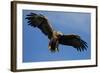 White Tailed Sea Eagle in Flight, North Atlantic, Flatanger, Nord-Trondelag, Norway, August-Widstrand-Framed Photographic Print