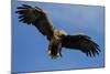 White Tailed Sea Eagle in Flight, North Atlantic, Flatanger, Nord-Trondelag, Norway, August-Widstrand-Mounted Photographic Print