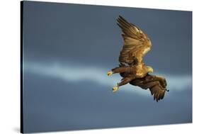 White Tailed Sea Eagle in Flight, North Atlantic, Flatanger, Nord-Trondelag, Norway, August-Widstrand-Stretched Canvas