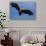 White Tailed Sea Eagle in Flight, North Atlantic, Flatanger, Nord-Trondelag, Norway, August-Widstrand-Stretched Canvas displayed on a wall